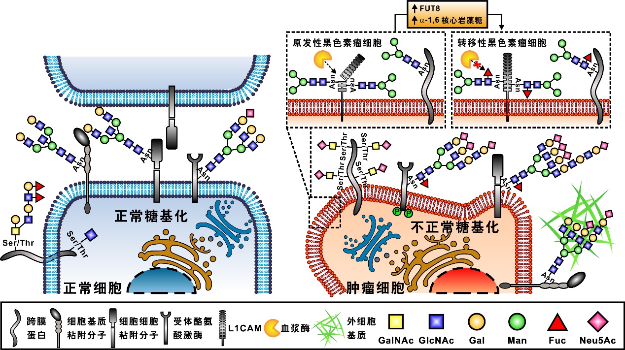 research 生物分离与界面分子机制创新特区研究组